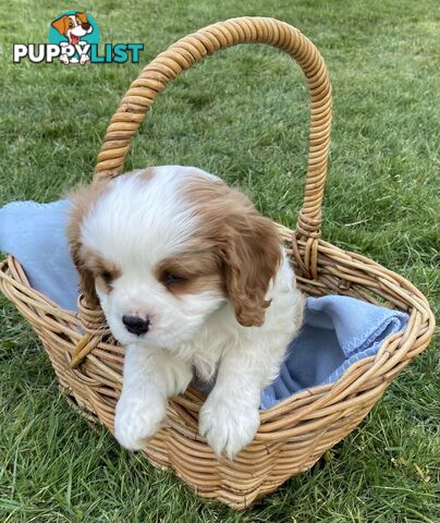 Cavalier King Charles Puppies Pure Bred Boys x2 Ballarat