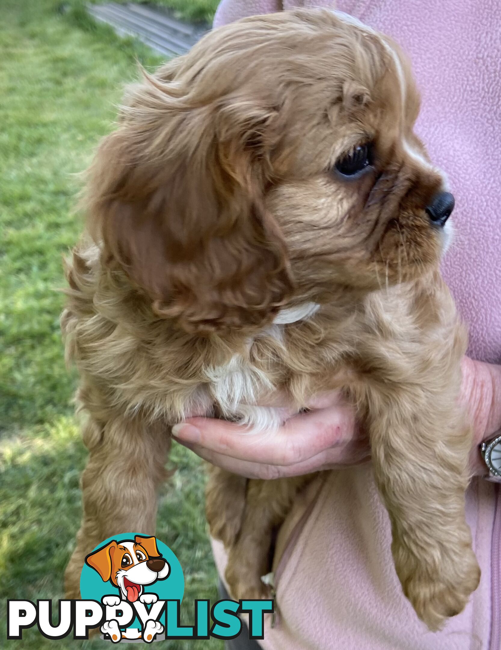 Cavalier King Charles Puppies Pure Bred Boys x2 Ballarat