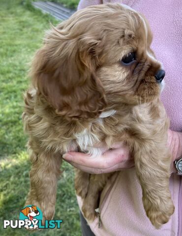 Cavalier King Charles Puppies Pure Bred Boys x2 Ballarat