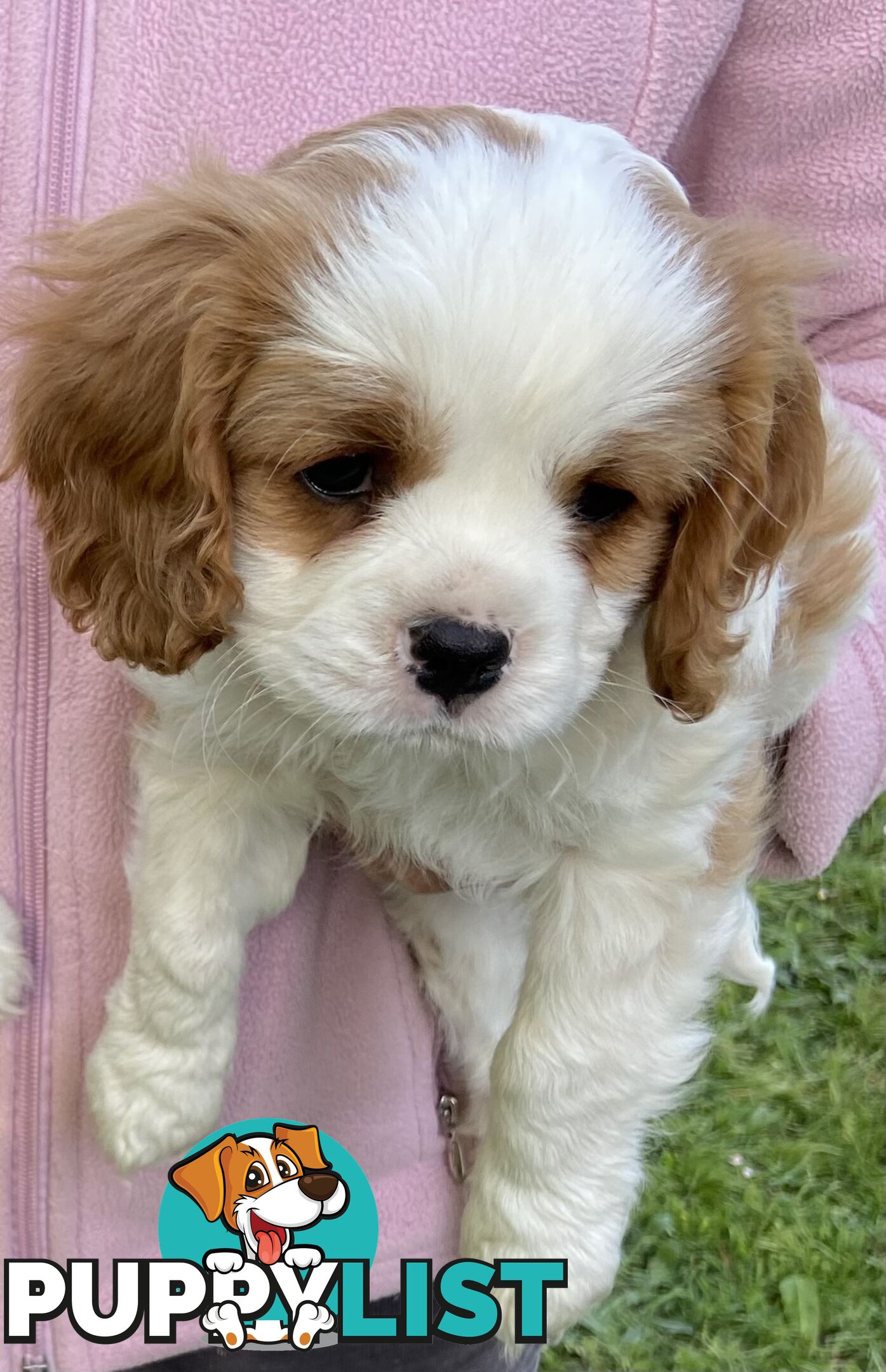 Cavalier King Charles Puppies Pure Bred Boys x2 Ballarat