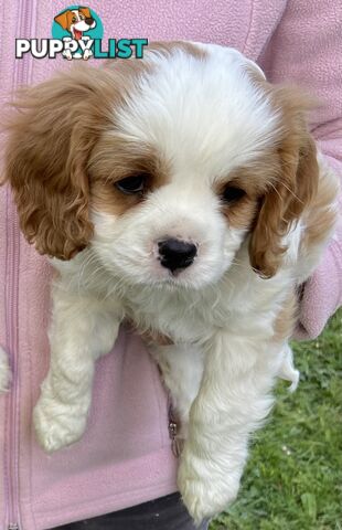 Cavalier King Charles Puppies Pure Bred Boys x2 Ballarat