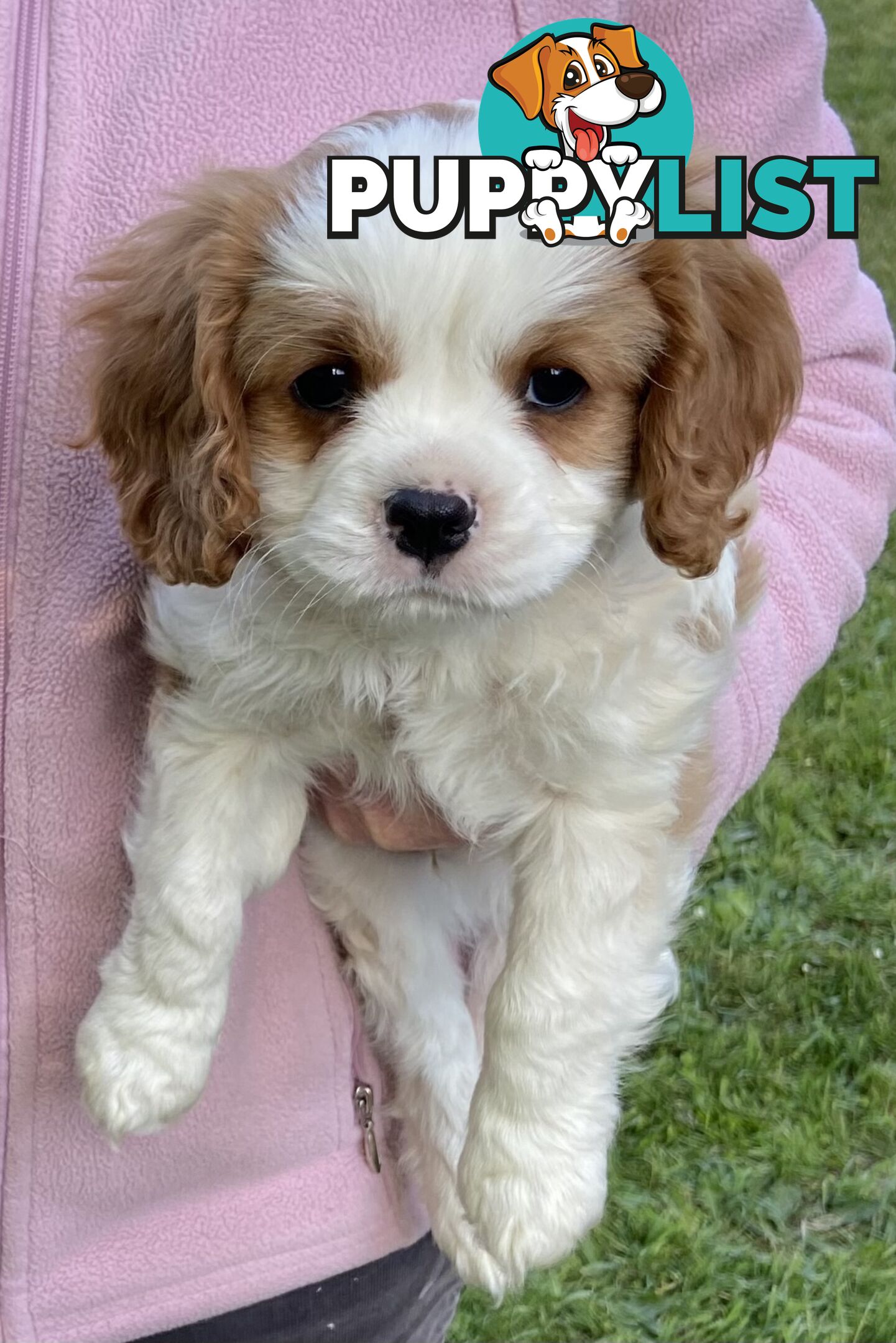 Cavalier King Charles Puppies Pure Bred Boys x2 Ballarat