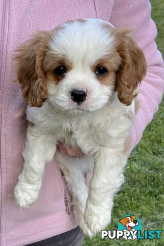 Cavalier King Charles Puppies Pure Bred Boys x2 Ballarat