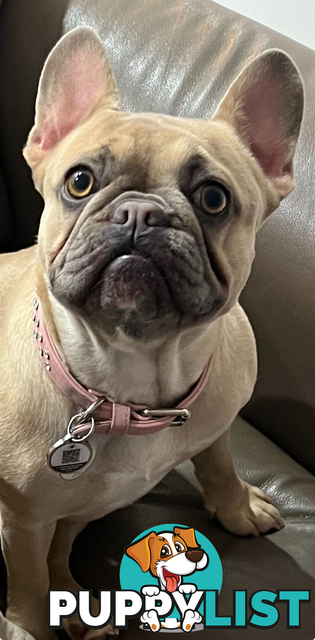 French bulldog female