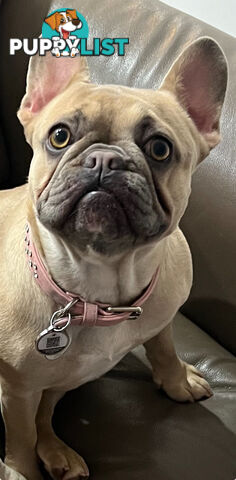 French bulldog female