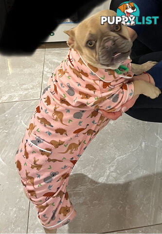 French bulldog female