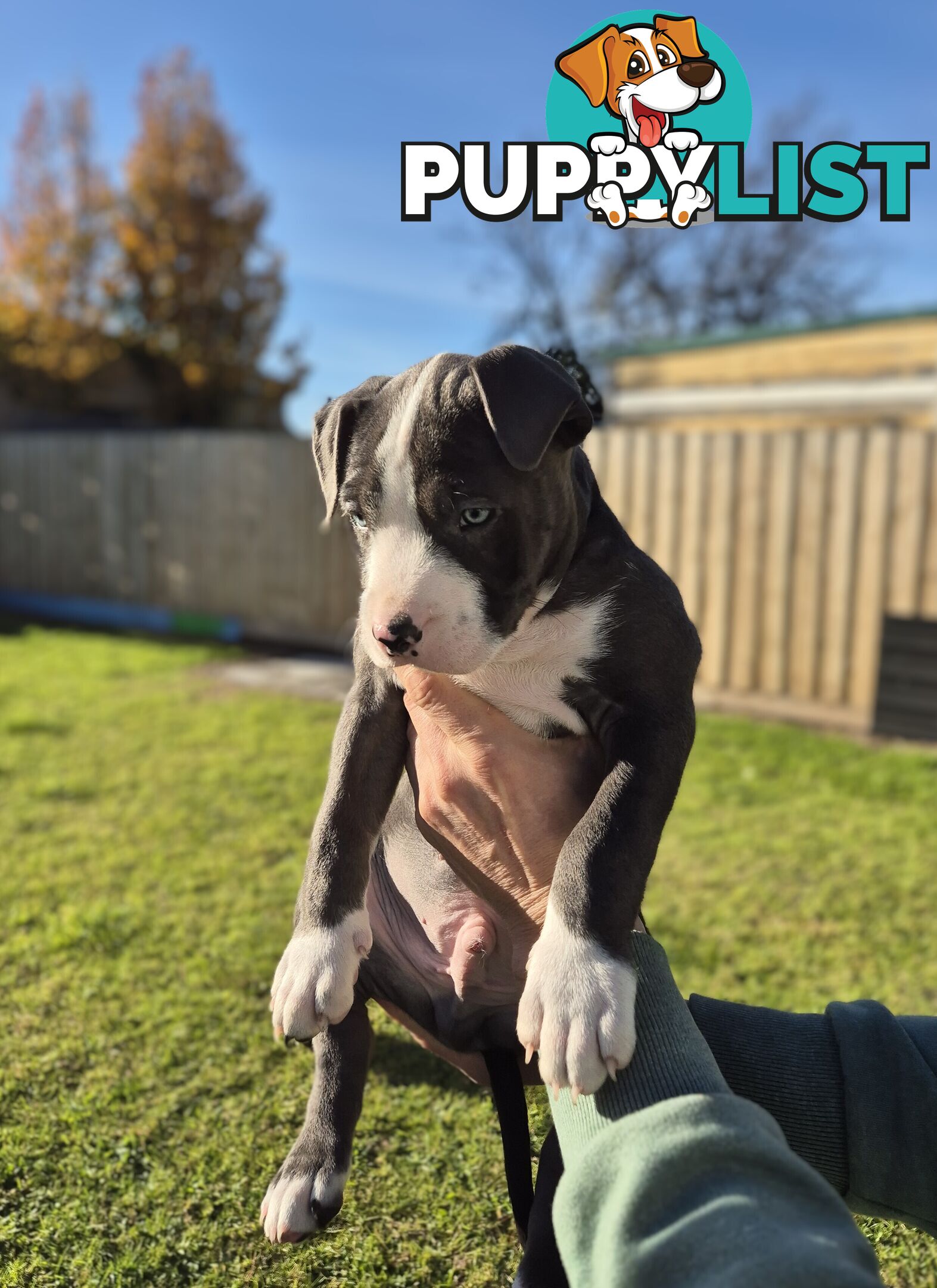 Adorable Pure Blue American Staffordshire Terrier Puppies!