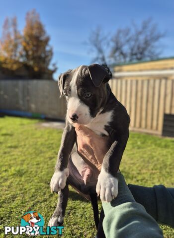 Adorable Pure Blue American Staffordshire Terrier Puppies!