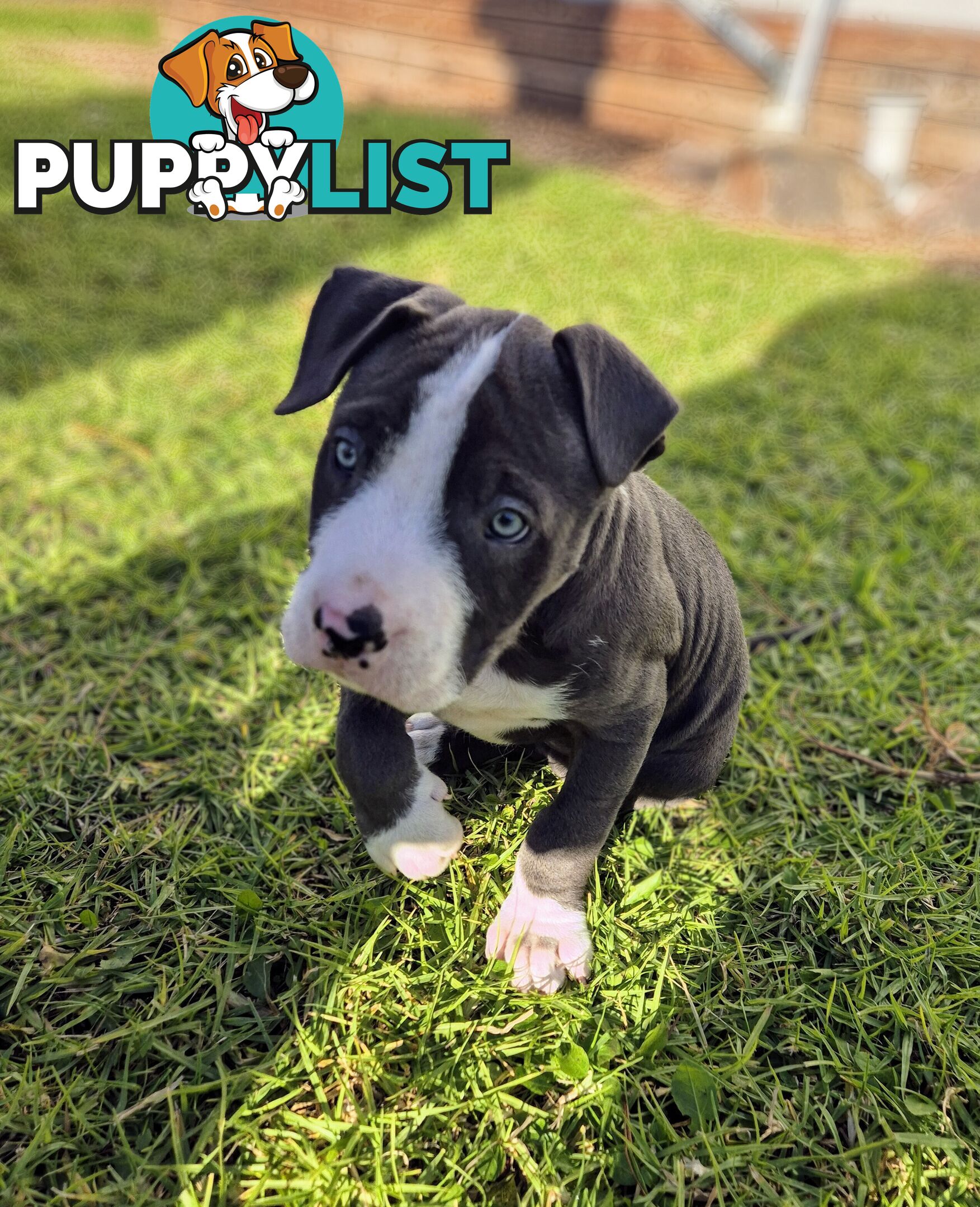 Adorable Pure Blue American Staffordshire Terrier Puppies!