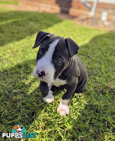 Adorable Pure Blue American Staffordshire Terrier Puppies!