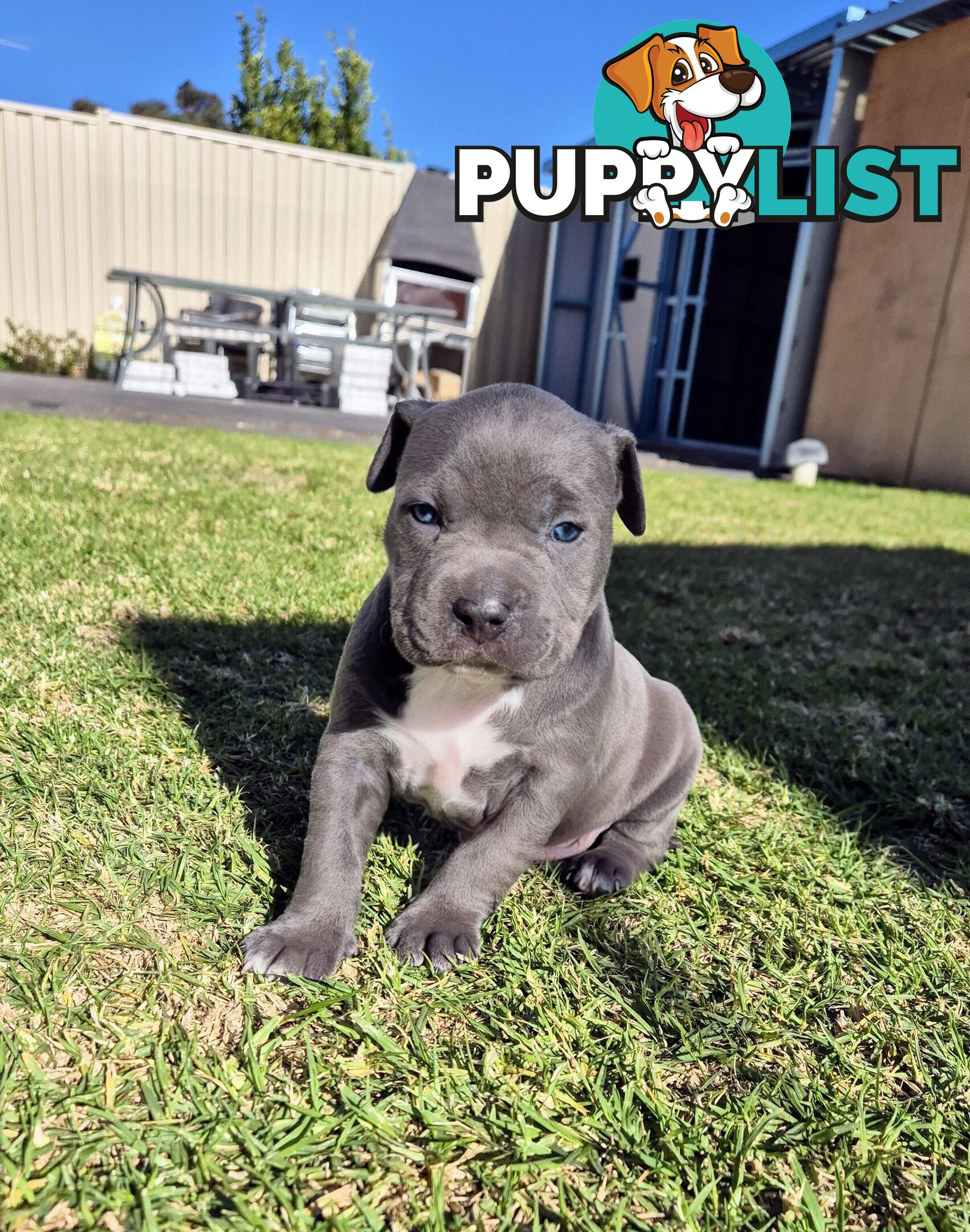 Adorable Pure Blue American Staffordshire Terrier Puppies!