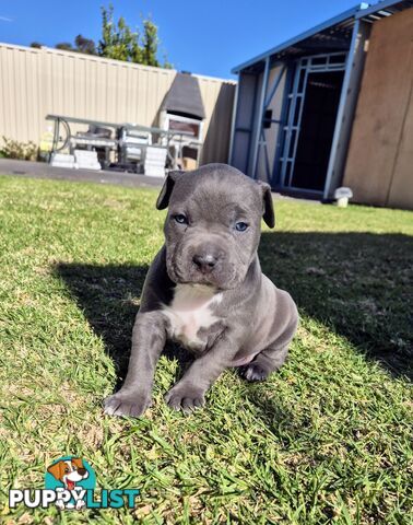 Adorable Pure Blue American Staffordshire Terrier Puppies!