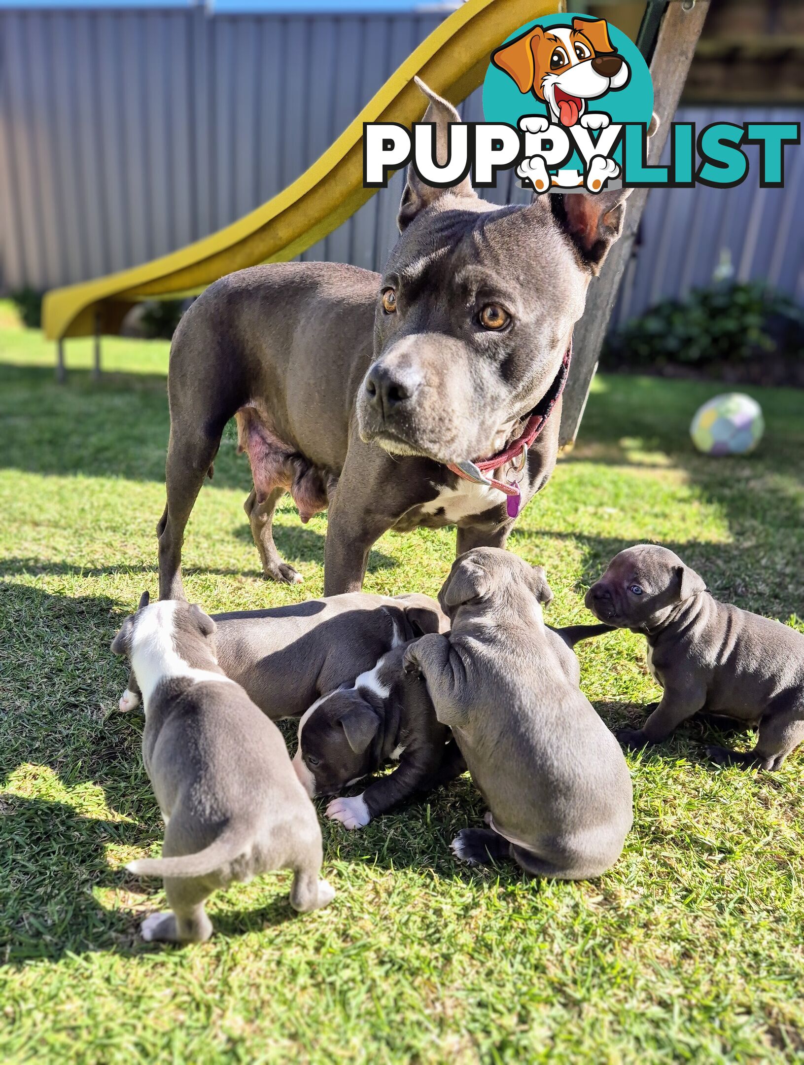 Adorable Pure Blue American Staffordshire Terrier Puppies!