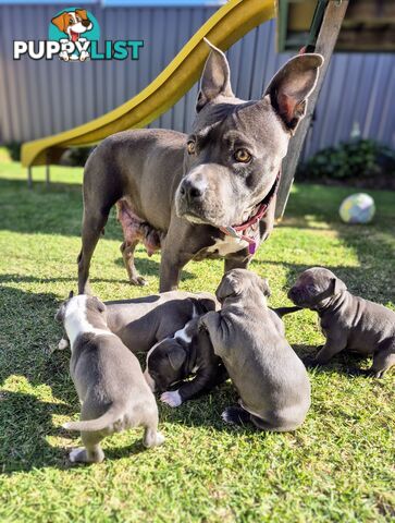 Adorable Pure Blue American Staffordshire Terrier Puppies!