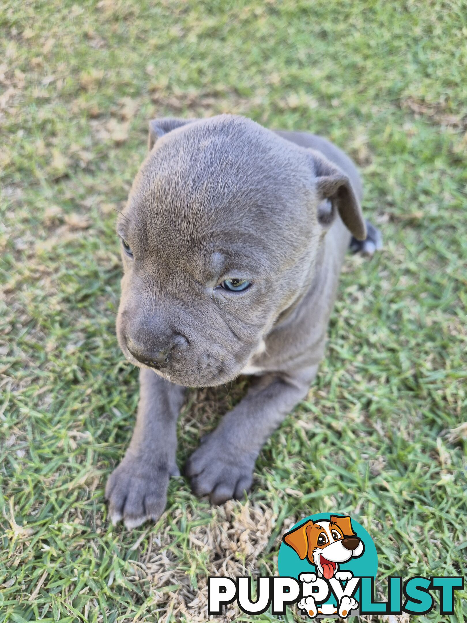 Adorable Pure Blue American Staffordshire Terrier Puppies!