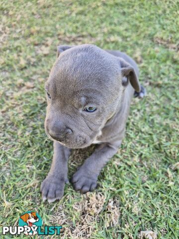 Adorable Pure Blue American Staffordshire Terrier Puppies!
