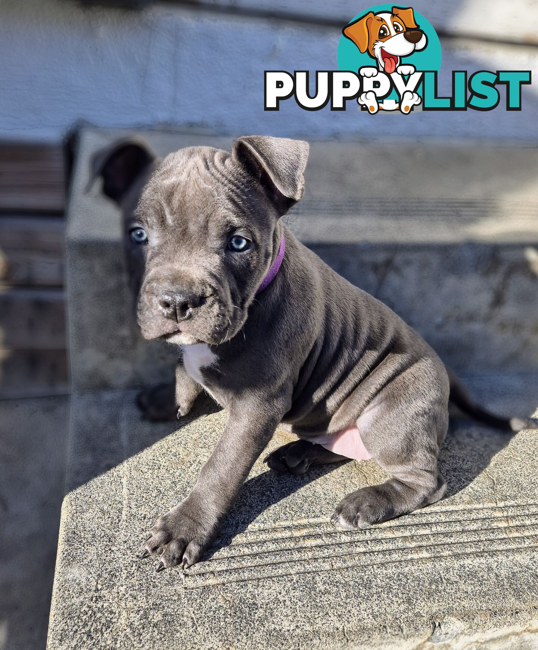 Adorable Pure Blue American Staffordshire Terrier Puppies!