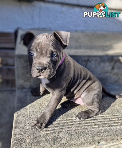 Adorable Pure Blue American Staffordshire Terrier Puppies!