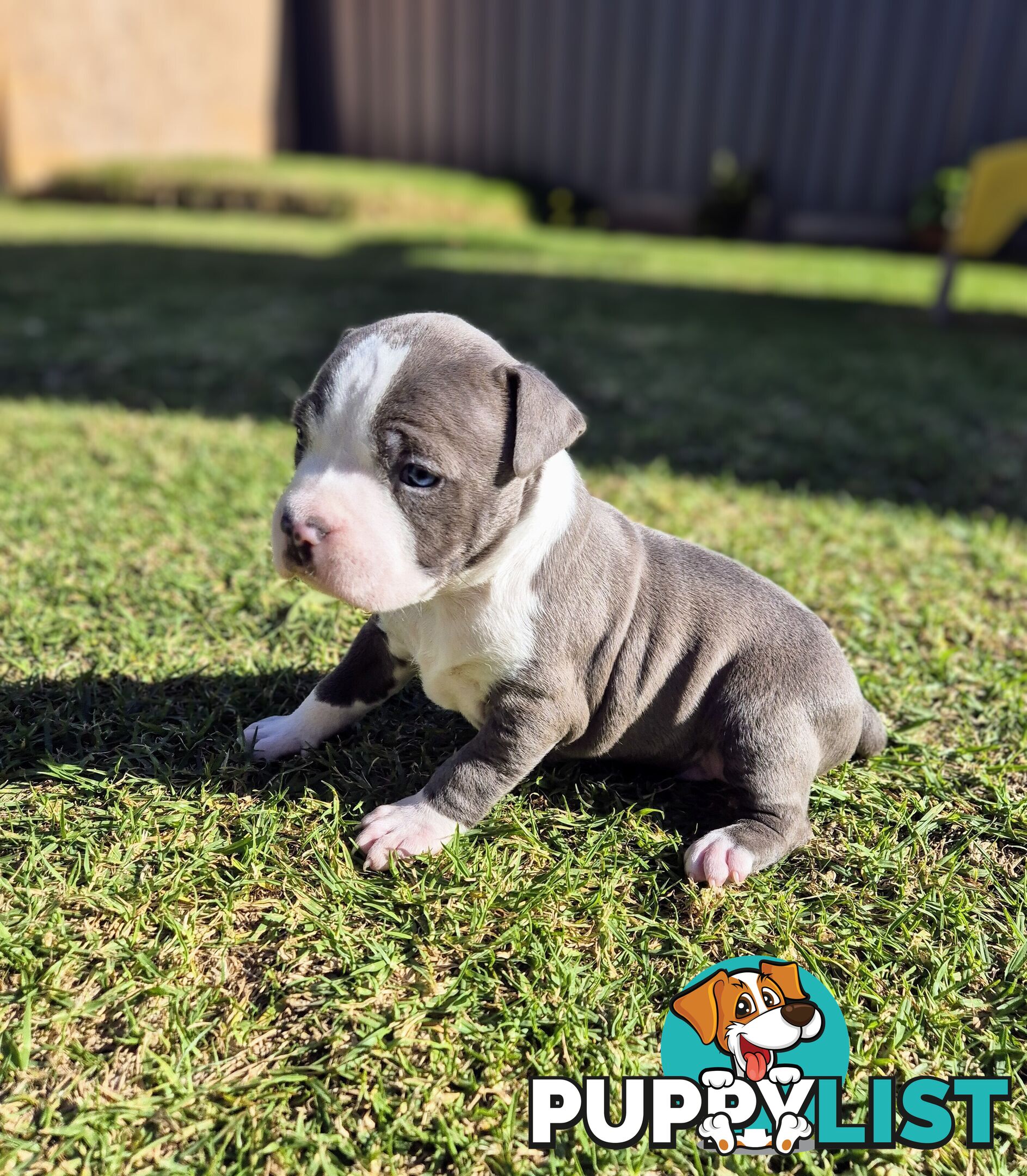 Adorable Pure Blue American Staffordshire Terrier Puppies!