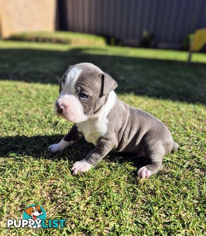 Adorable Pure Blue American Staffordshire Terrier Puppies!
