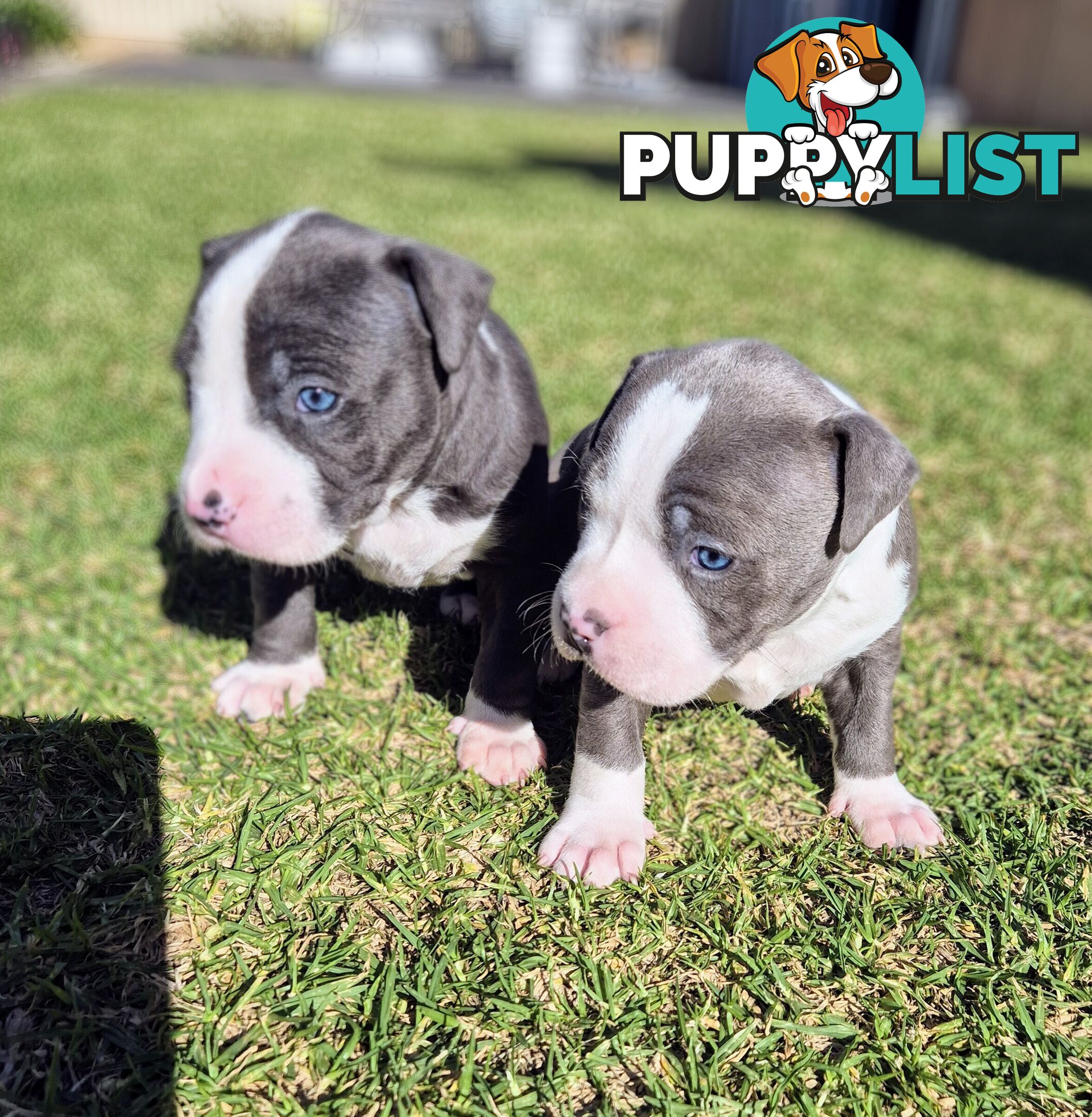 Adorable Pure Blue American Staffordshire Terrier Puppies!