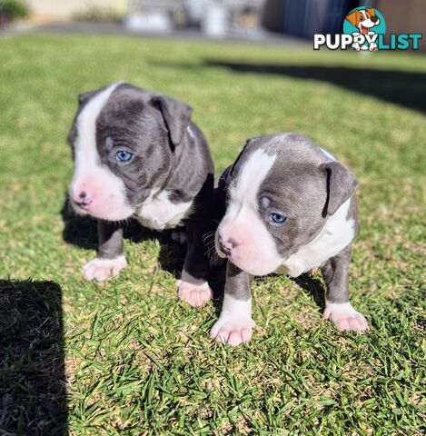 Adorable Pure Blue American Staffordshire Terrier Puppies!