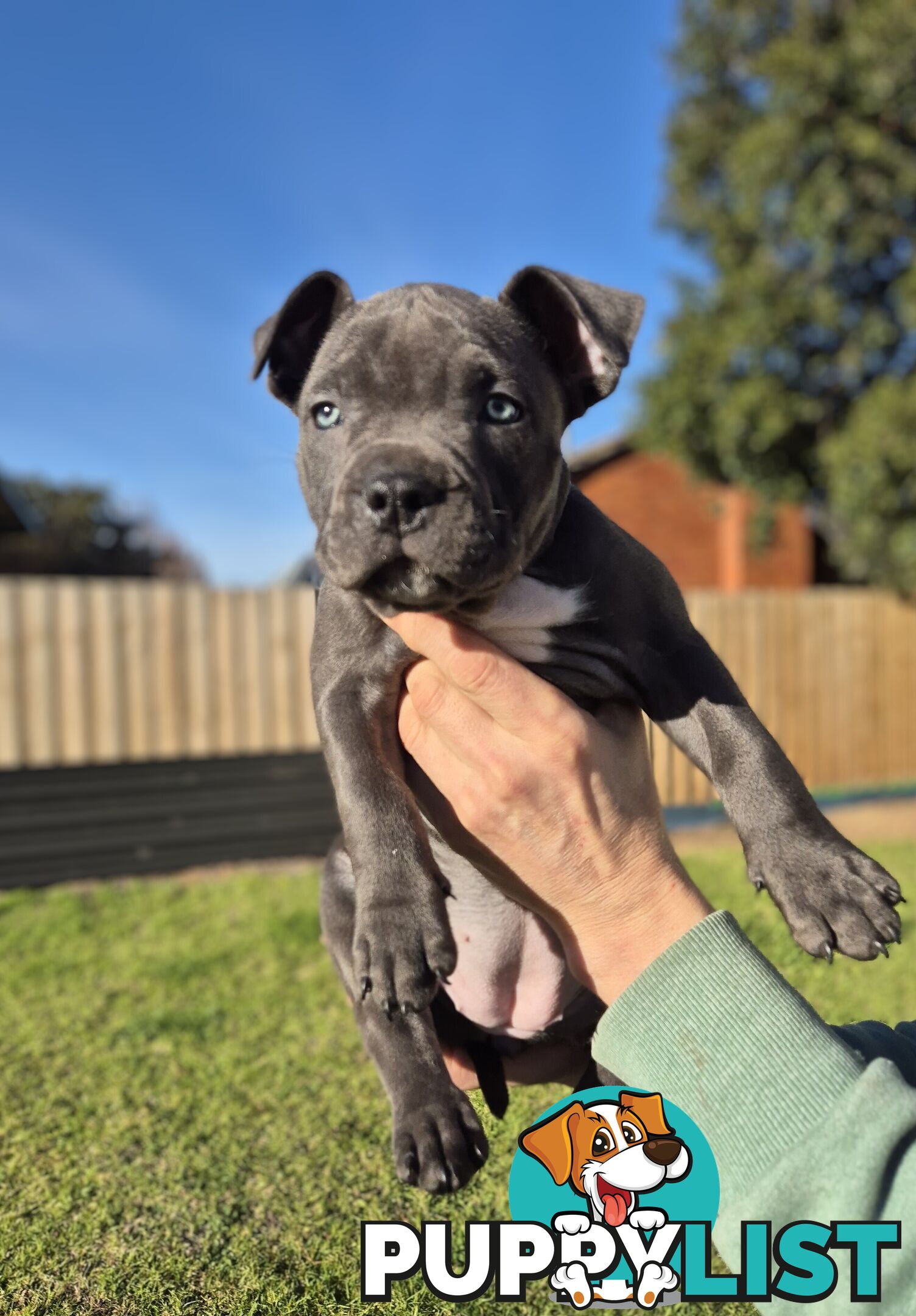 Adorable Pure Blue American Staffordshire Terrier Puppies!