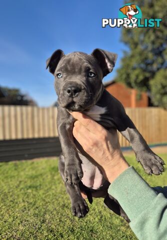Adorable Pure Blue American Staffordshire Terrier Puppies!