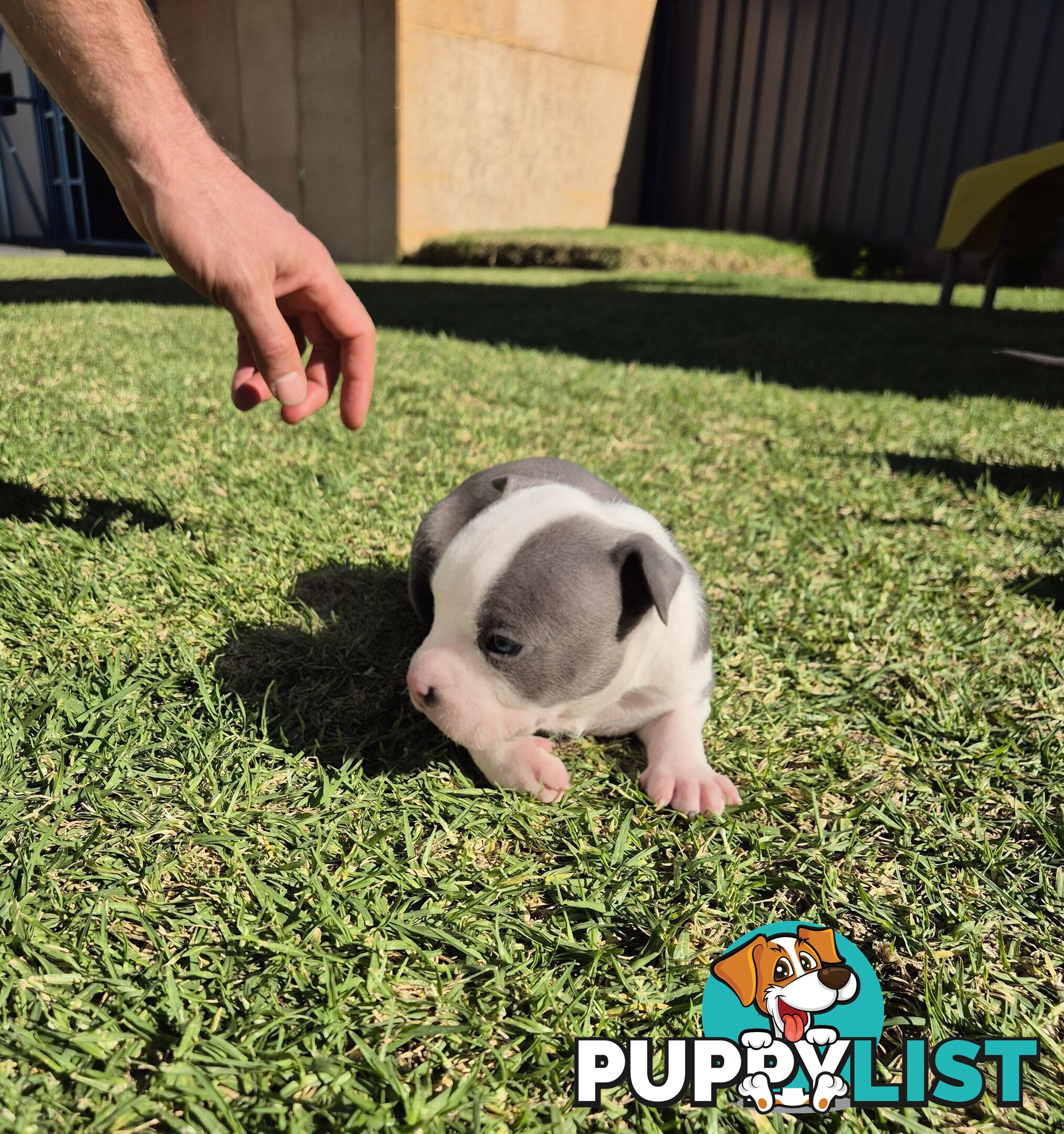 Adorable Pure Blue American Staffordshire Terrier Puppies!