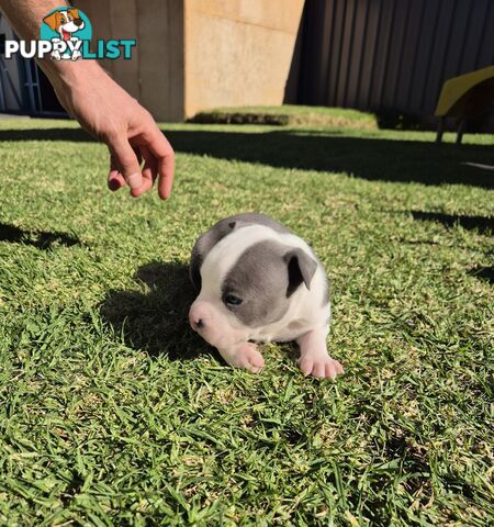 Adorable Pure Blue American Staffordshire Terrier Puppies!