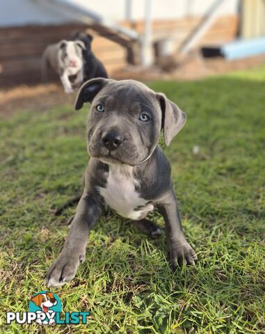 Adorable Pure Blue American Staffordshire Terrier Puppies!