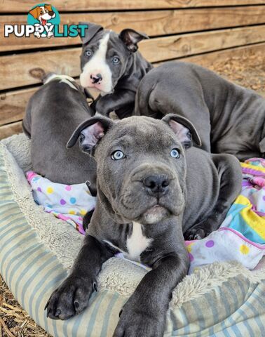 Adorable Pure Blue American Staffy Puppies!