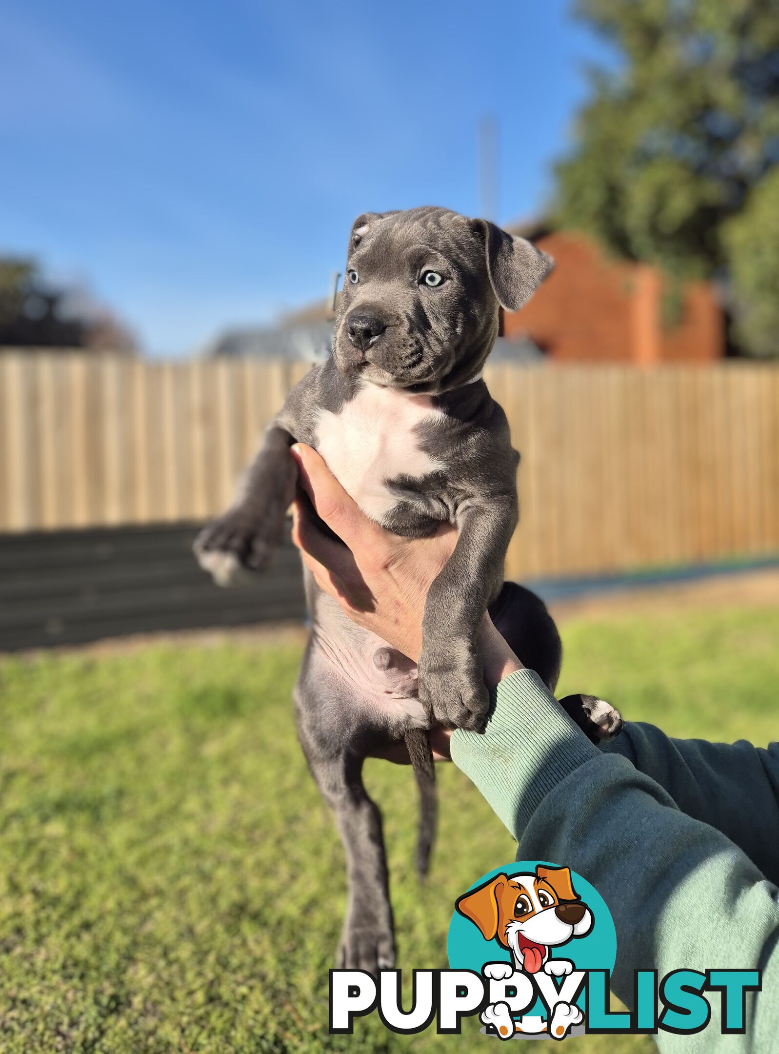Adorable Pure Blue American Staffordshire Terrier Puppies!