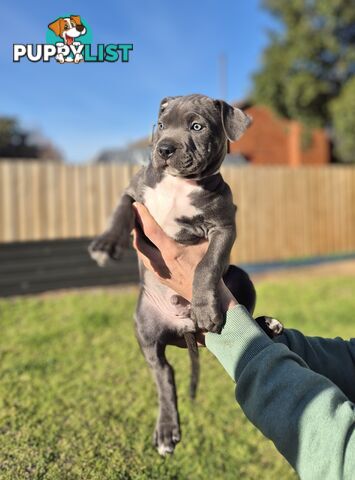 Adorable Pure Blue American Staffordshire Terrier Puppies!