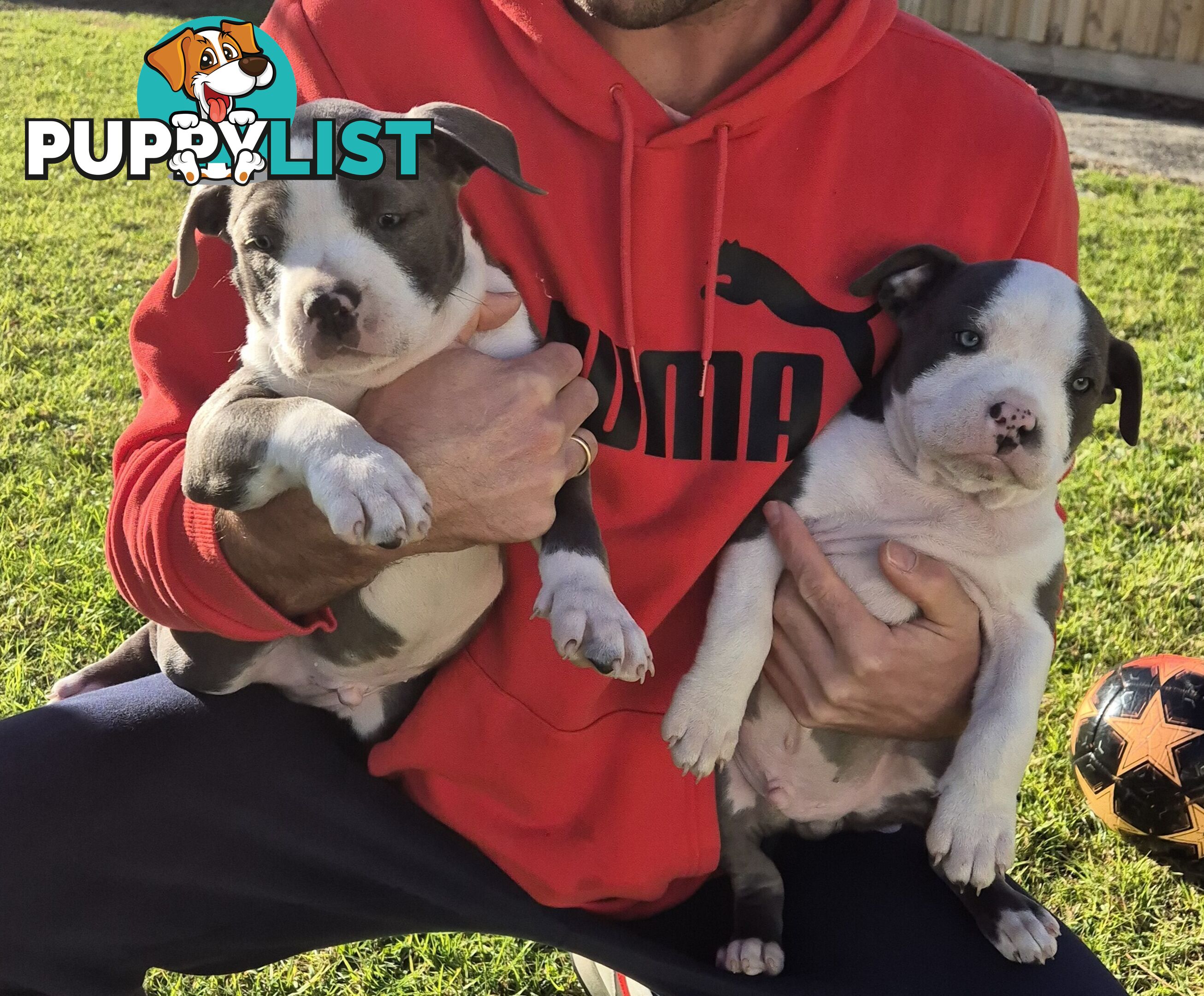 Adorable Pure Blue American Staffordshire Terrier Puppies!