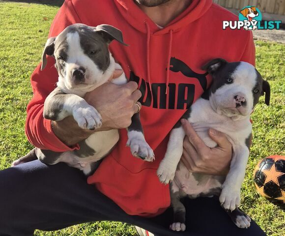 Adorable Pure Blue American Staffordshire Terrier Puppies!
