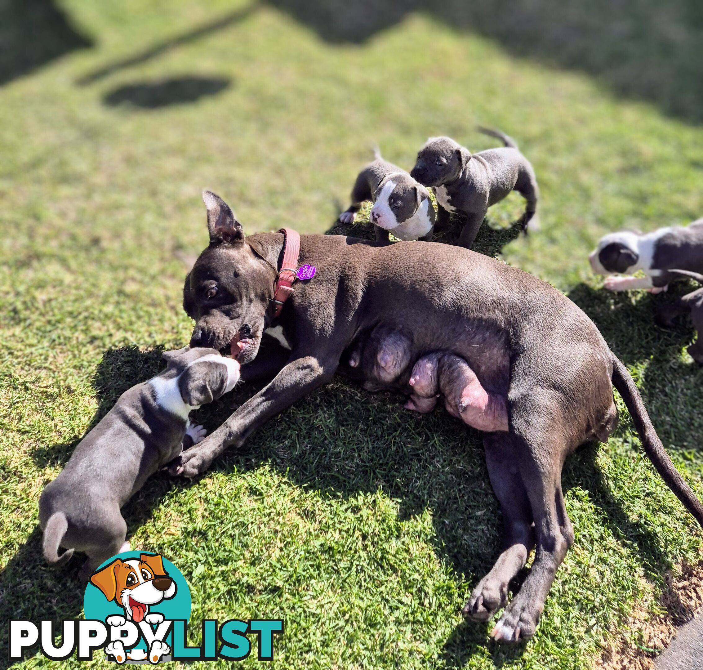Adorable Pure Blue American Staffordshire Terrier Puppies!