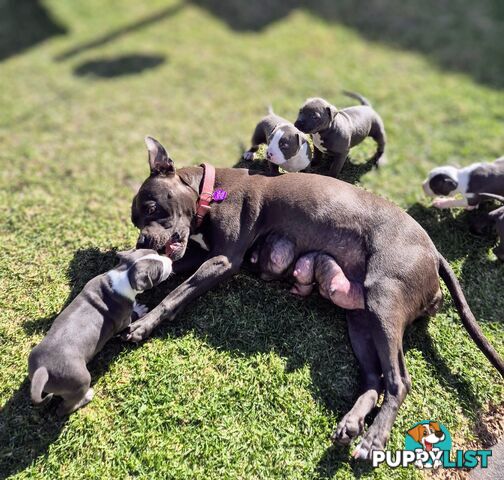 Adorable Pure Blue American Staffordshire Terrier Puppies!