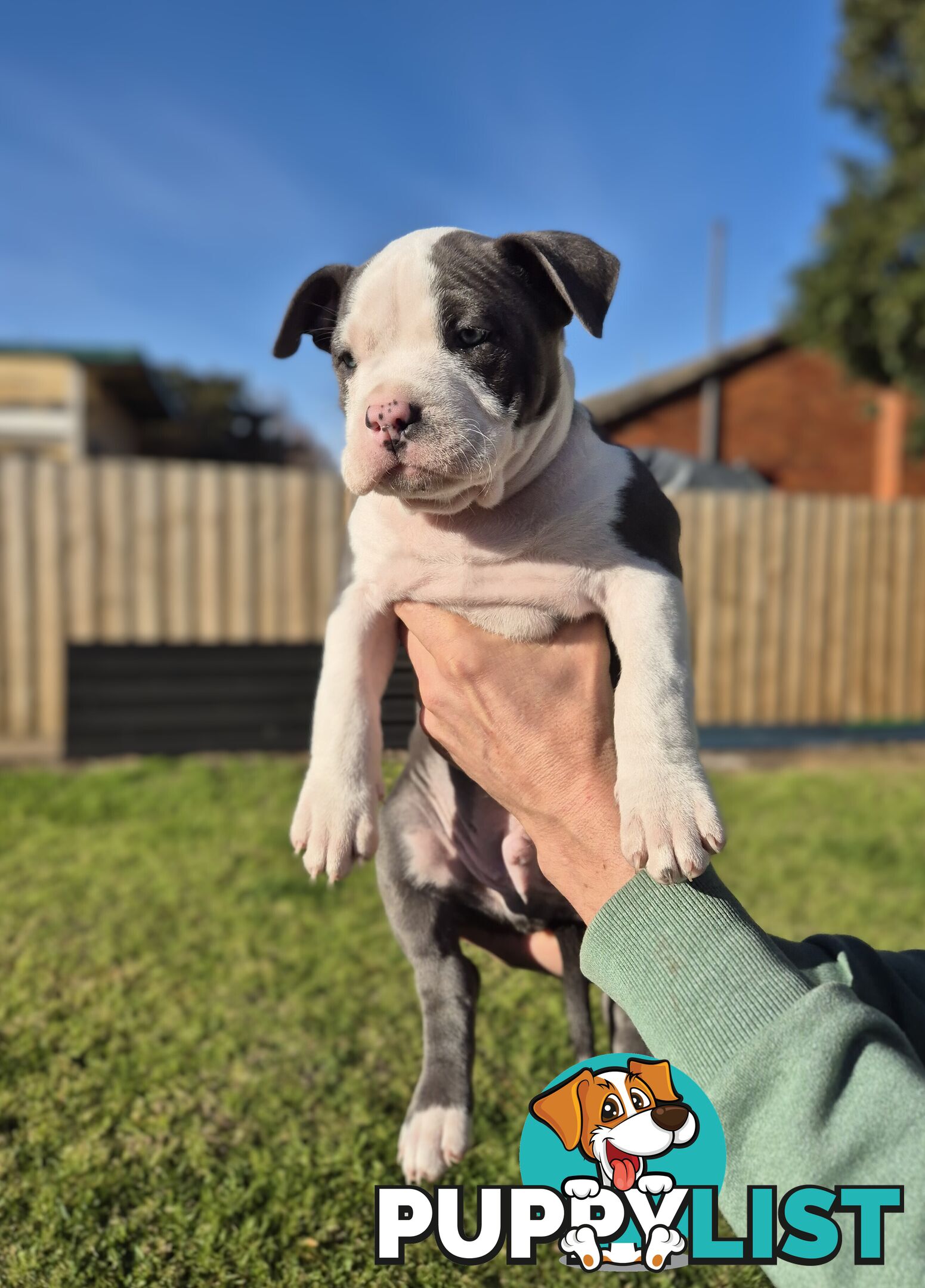 Adorable Pure Blue American Staffordshire Terrier Puppies!