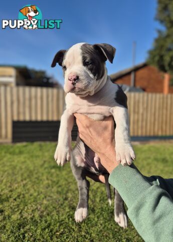 Adorable Pure Blue American Staffordshire Terrier Puppies!