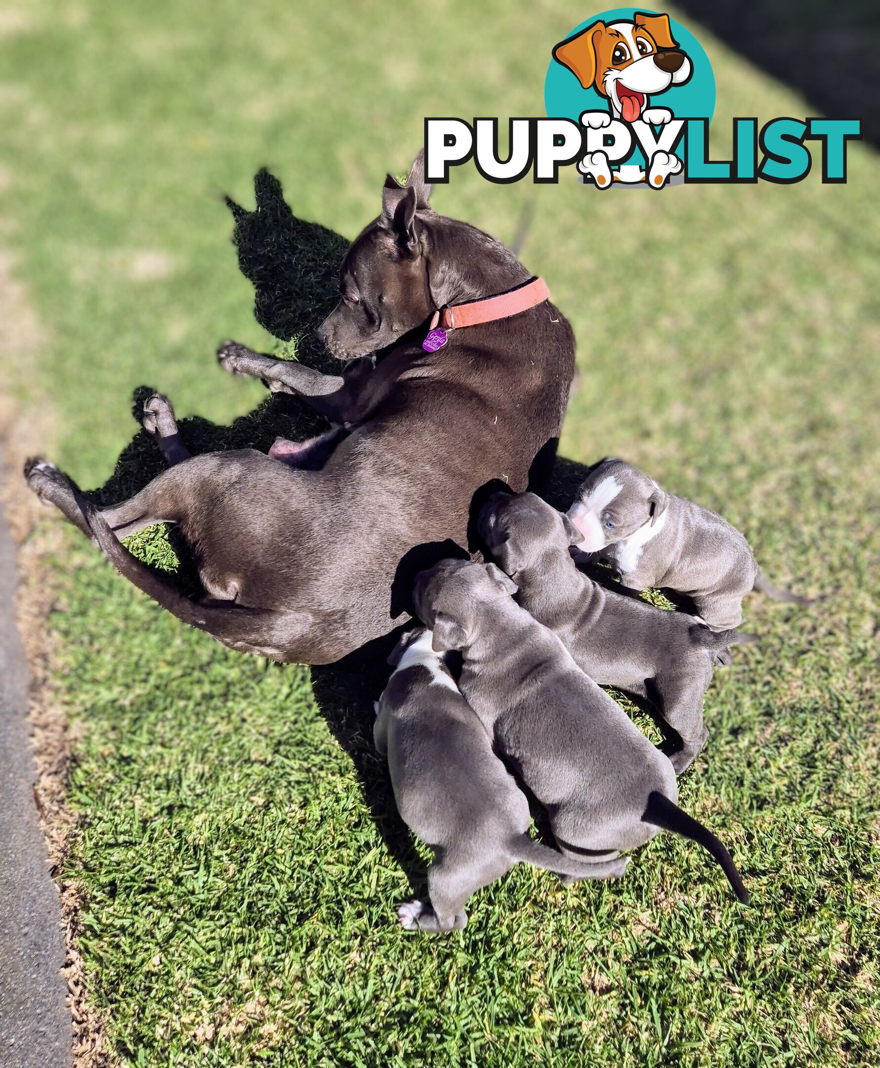 Adorable Pure Blue American Staffordshire Terrier Puppies!