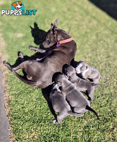 Adorable Pure Blue American Staffordshire Terrier Puppies!