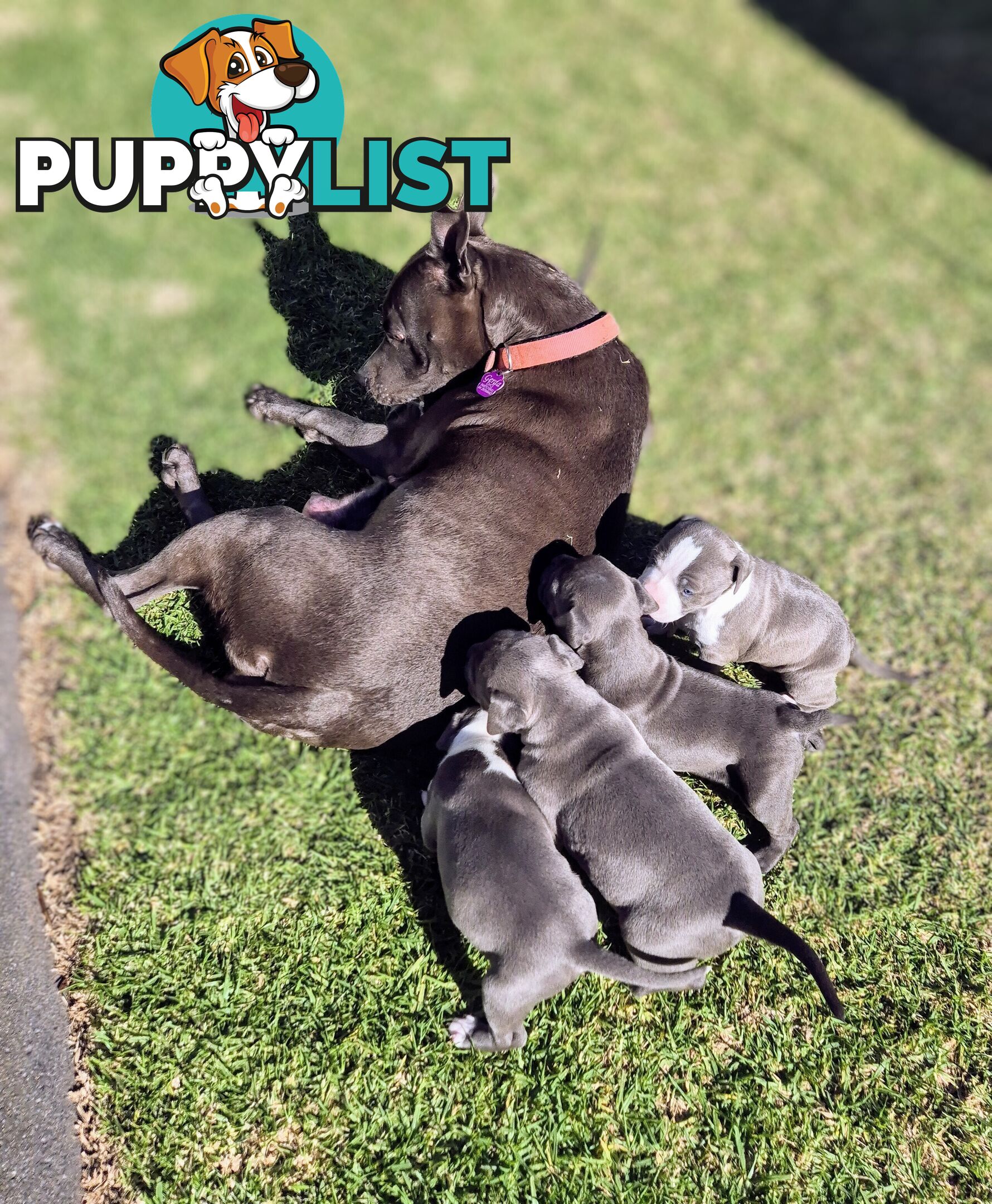 Pure Bred American Blue Staffy