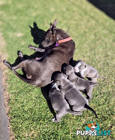Pure Bred American Blue Staffy