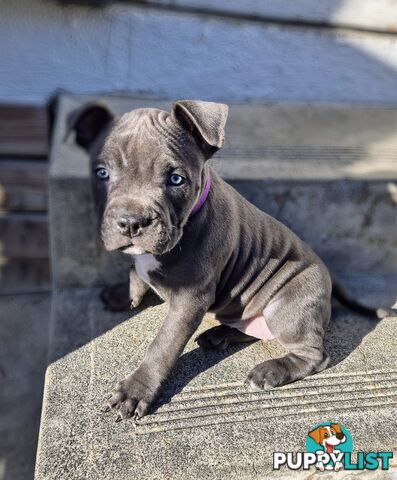 Pure Bred American Blue Staffy