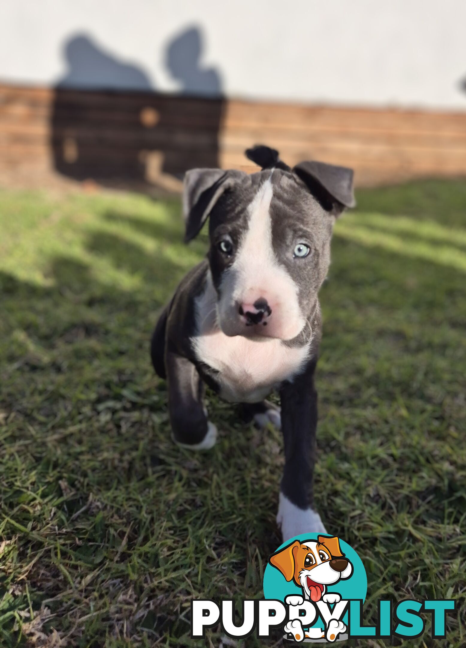 Pure Bred American Blue Staffy