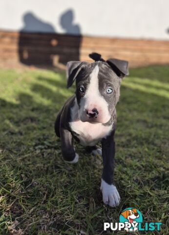 Pure Bred American Blue Staffy