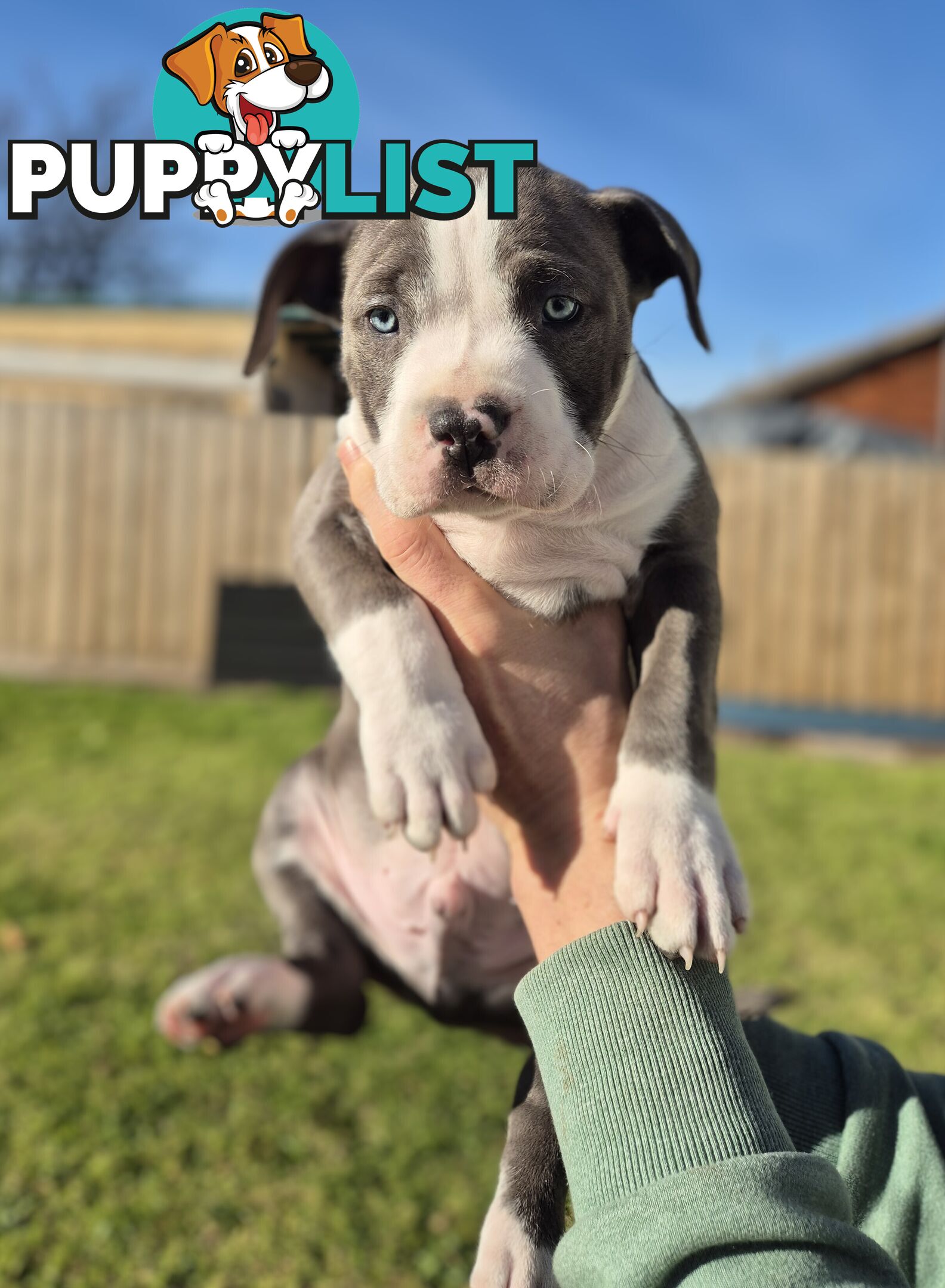 Pure Bred American Blue Staffy