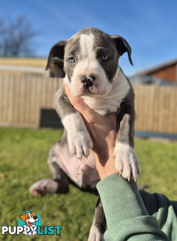 Pure Bred American Blue Staffy