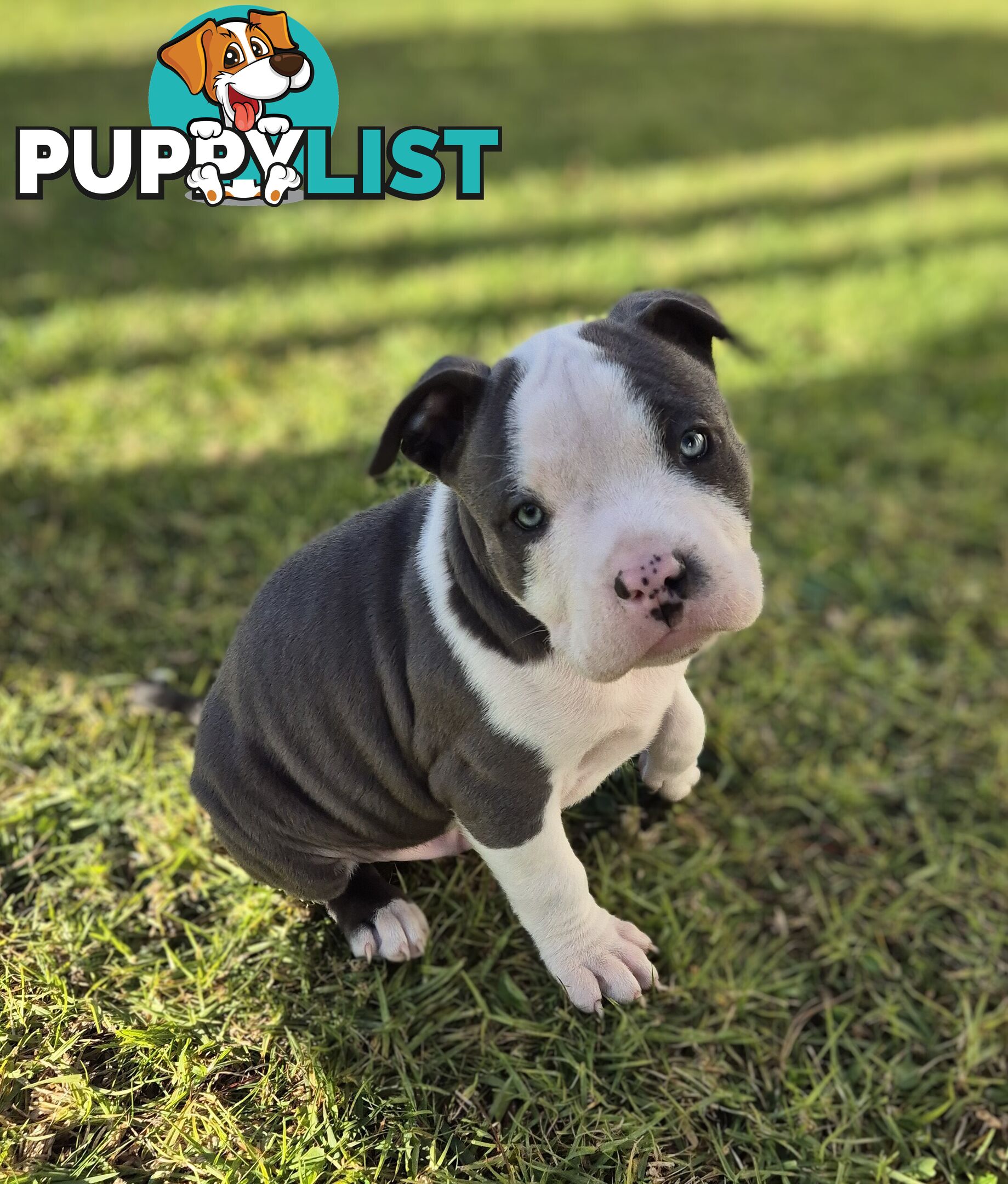 Pure Bred American Blue Staffy